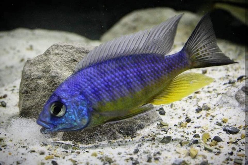 Protomelas sp. 'spilonotus tanzania'